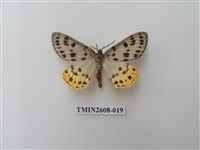 藏品(尺蛾123.a)的圖片